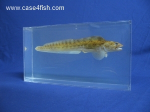 Foto Galerie/Perciformes/Cottoidei/Zoarces viviparus/Zoarces viviparus_05_S.jpg